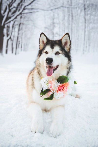 Хаски и цветы