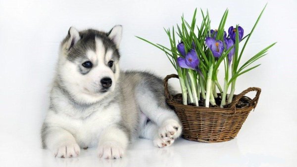 Хаски весной