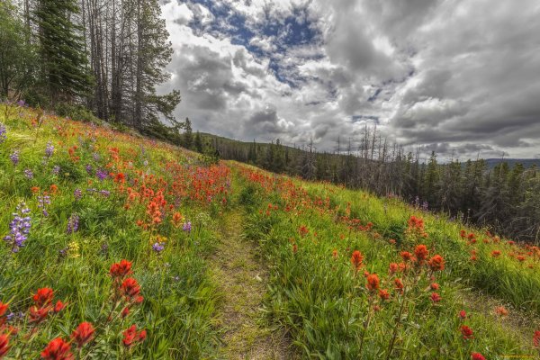 Луг цветы тропинка