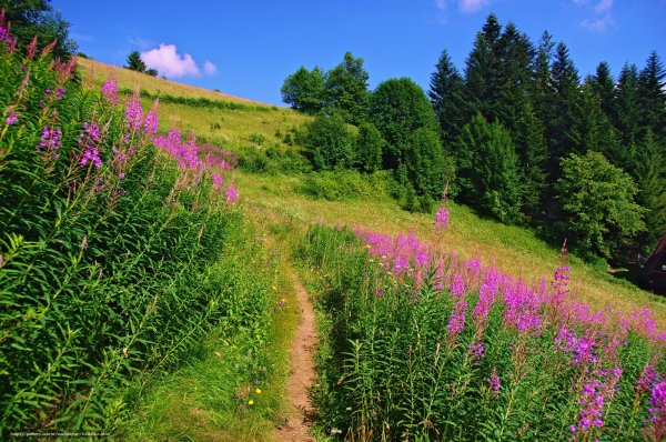Луга тропа лес