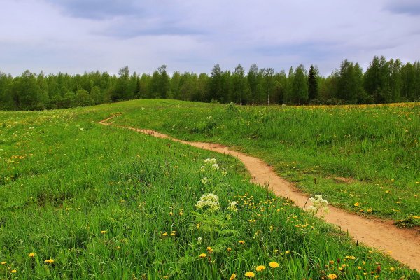 Луга тропа лес
