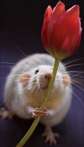 Мышка с цветочком