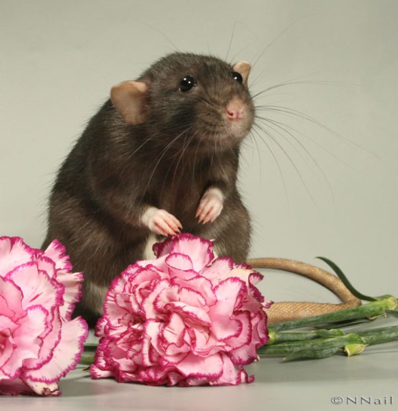 Крысики с цветами