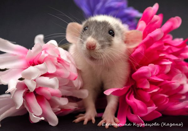 Крысенок в цветах
