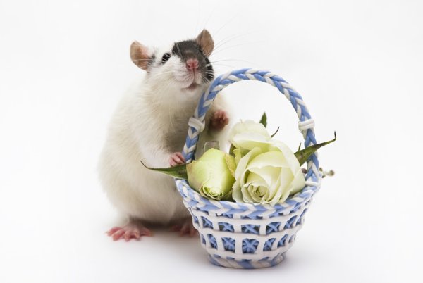 Крыса с цветочком