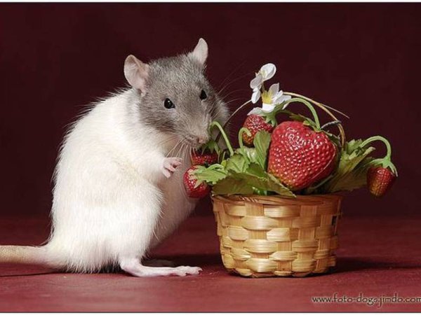 Крыса с клубникой