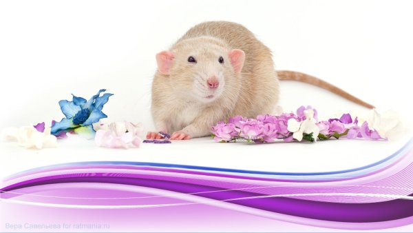 Обои с крысами