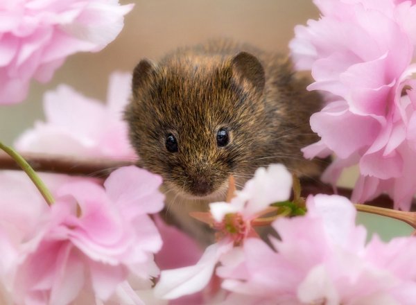 Мышь с цветами