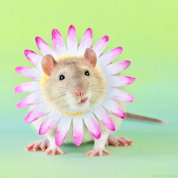 Красивые милые крысы