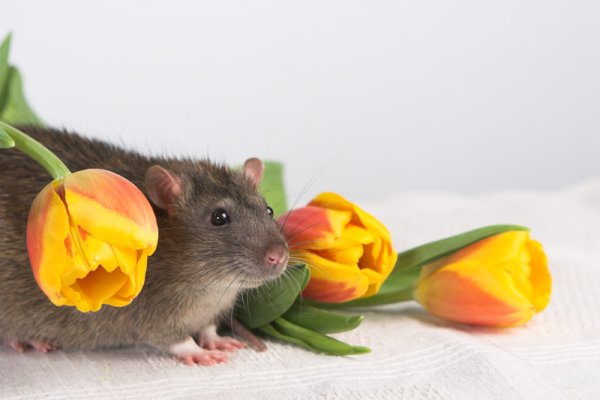 Крыса с цветочком