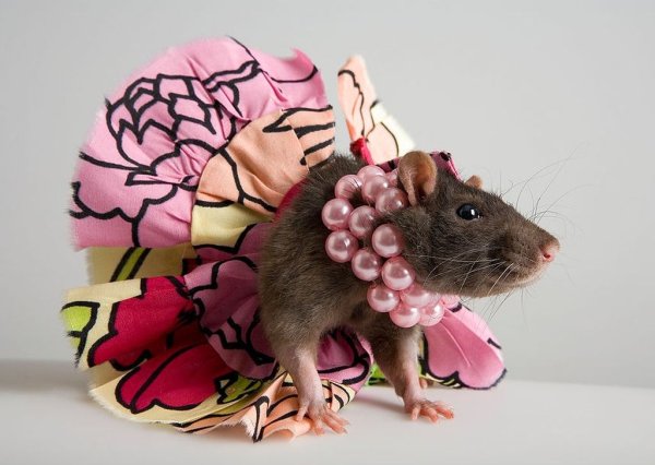 Красивая мышка