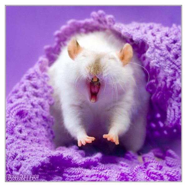 Фиолетовый хомяк