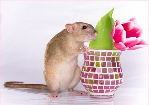 С 8 марта хомяк