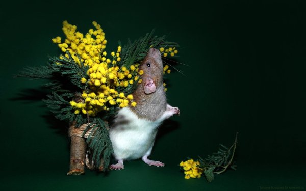 Заставка на рабочий стол крысы