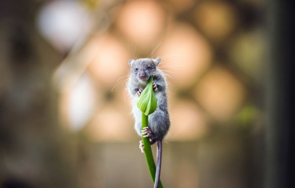 Крыса с цветочком