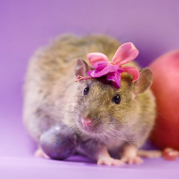 Самая красивая мышка