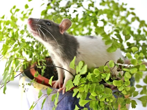 Крысы в природе