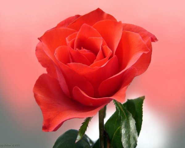 С днём рождения женщине красивые