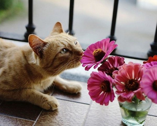 Кошка с тюльпанами