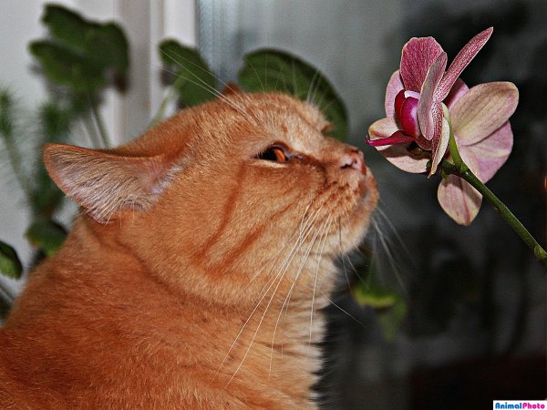 Кот с цветами