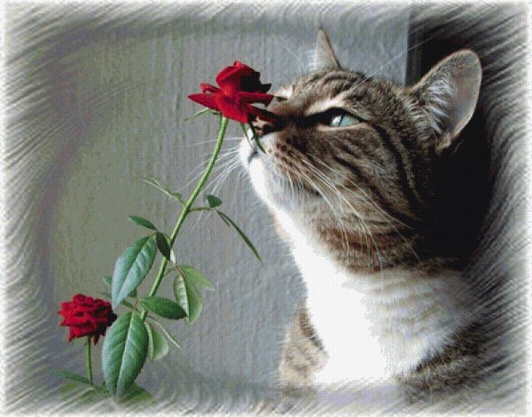 Котик нюхает цветы