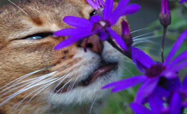 Кот с цветами в лапах