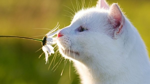 Кот и цветы смешные