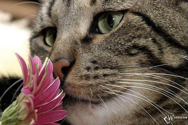 Кошка Весна