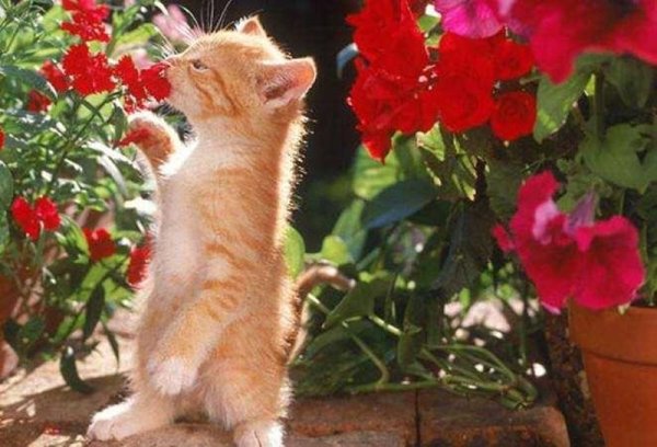 Кот нюхает весну