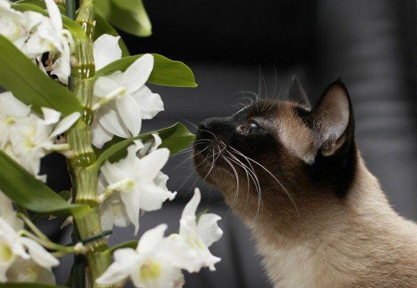 Кот с лилиями