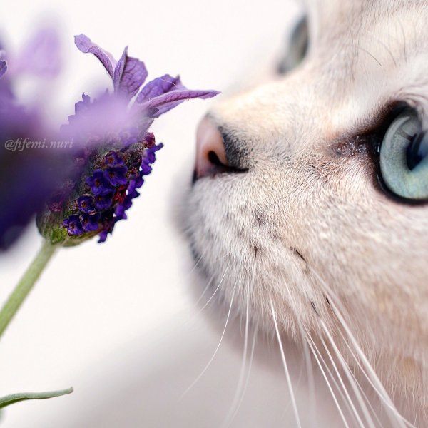 Кошка с бабочками