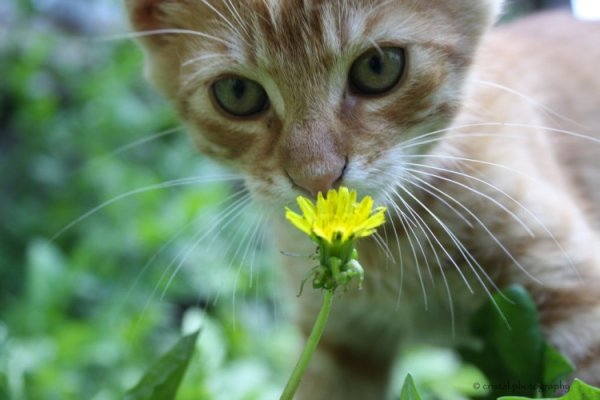 Кошка в ромашках