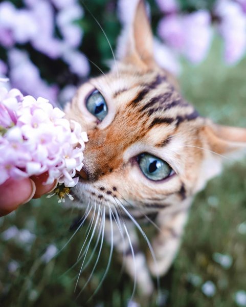 Котенок нюхает