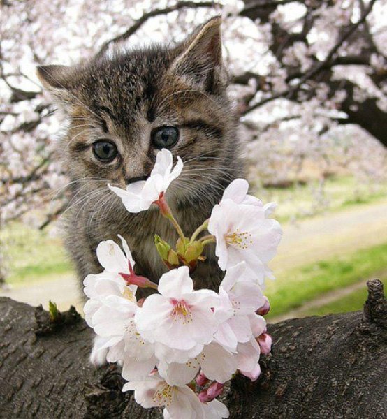 Рыжий кот на природе