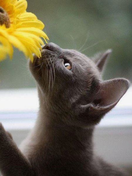 Коты красивые с цветами