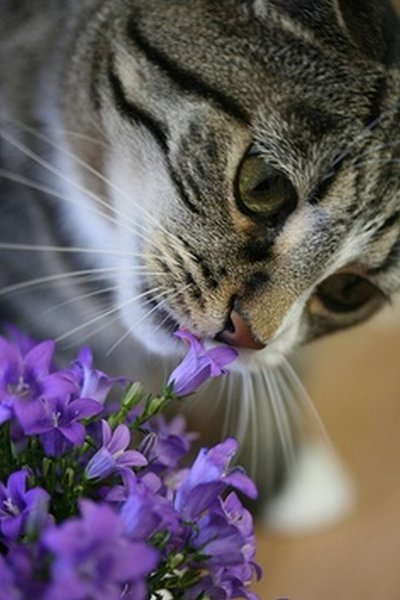 Животные нюхают цветы