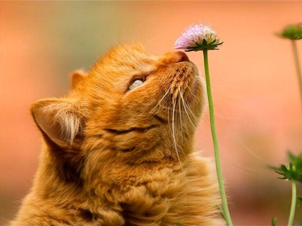 Кошка нюхает цветы