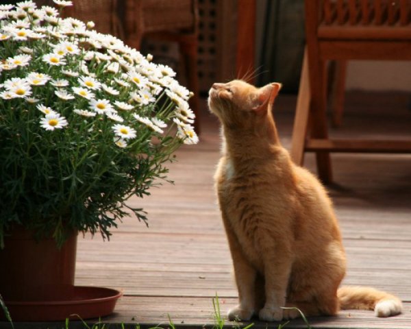Кот нюхает цветы