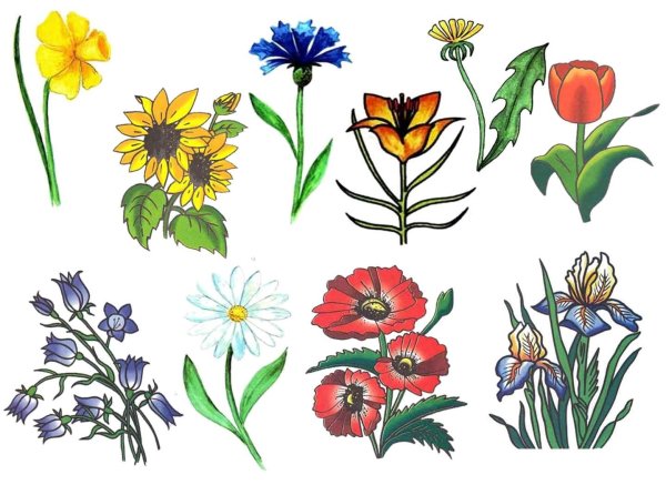 Цветы для детей