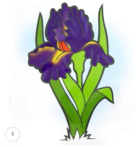 Садовые цветы Ирис для детей
