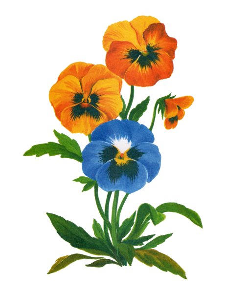 Анютины глазки цветными карандашами