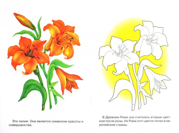 Рисунки садовых цветов