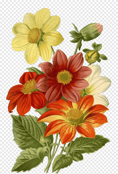 Dahlia - Dahlia Ботаническая иллюстрация