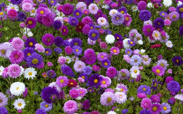 Астра махровая однолетняя