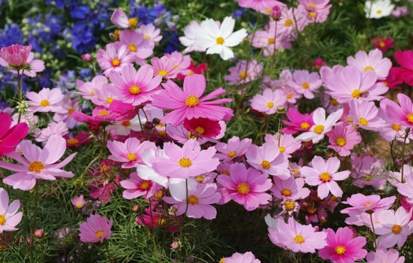 Однолетники космея