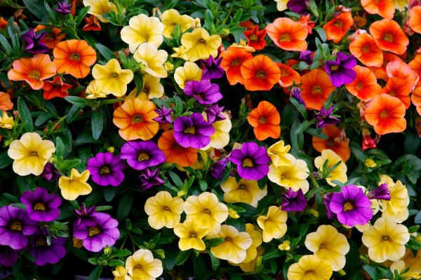 Калибрахоа Саншайн Берри