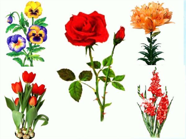 Полевые и садовые цветы