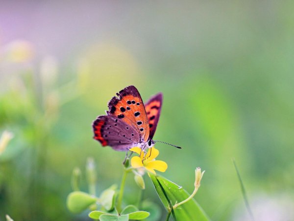 Счастье как бабочка