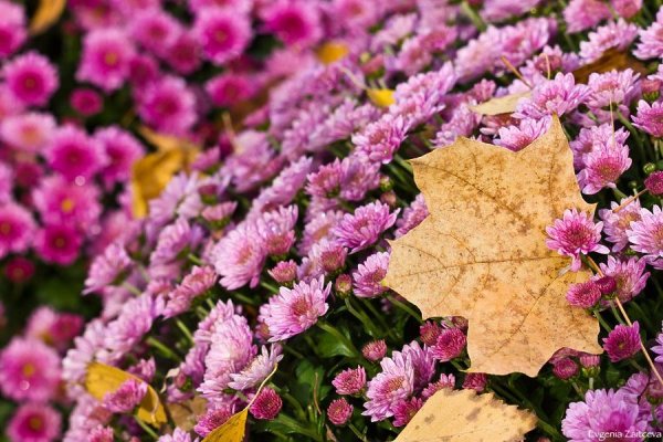 Цветы октября