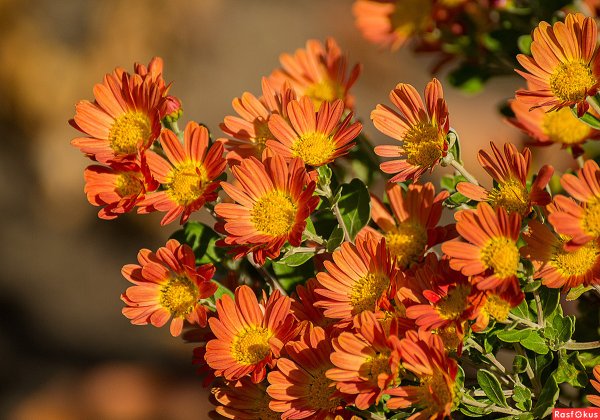 Цветы октября